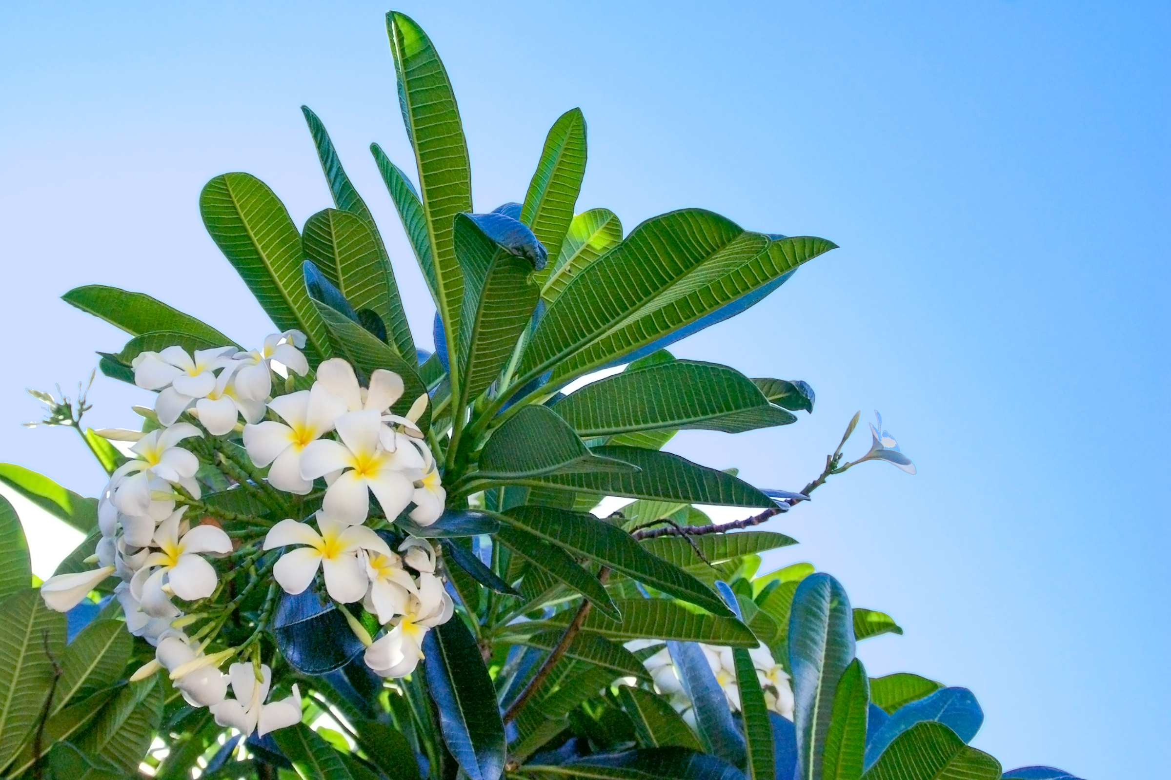 八重山の植物